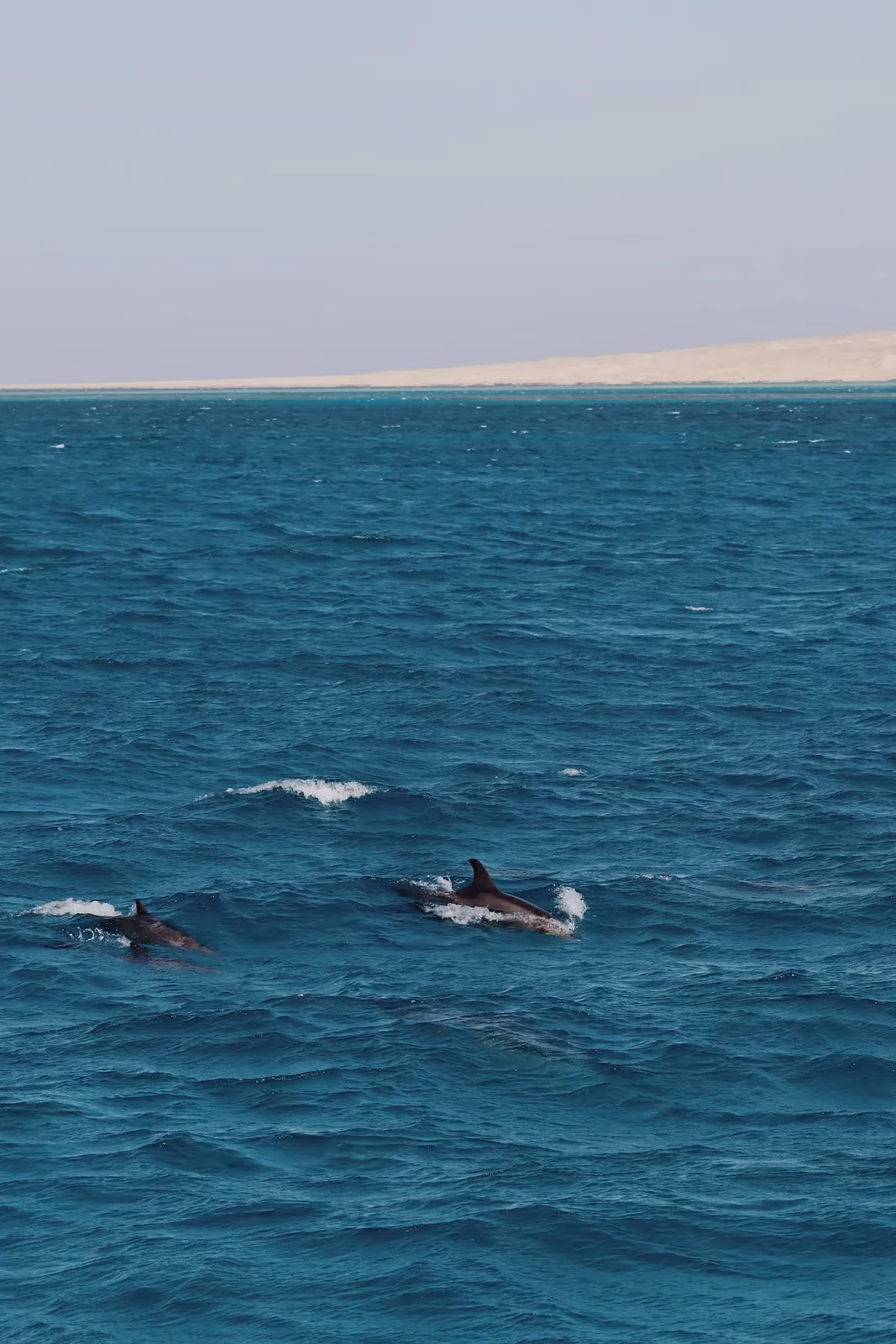 Twee dolfijnen aan het wateroppervlak op open zee