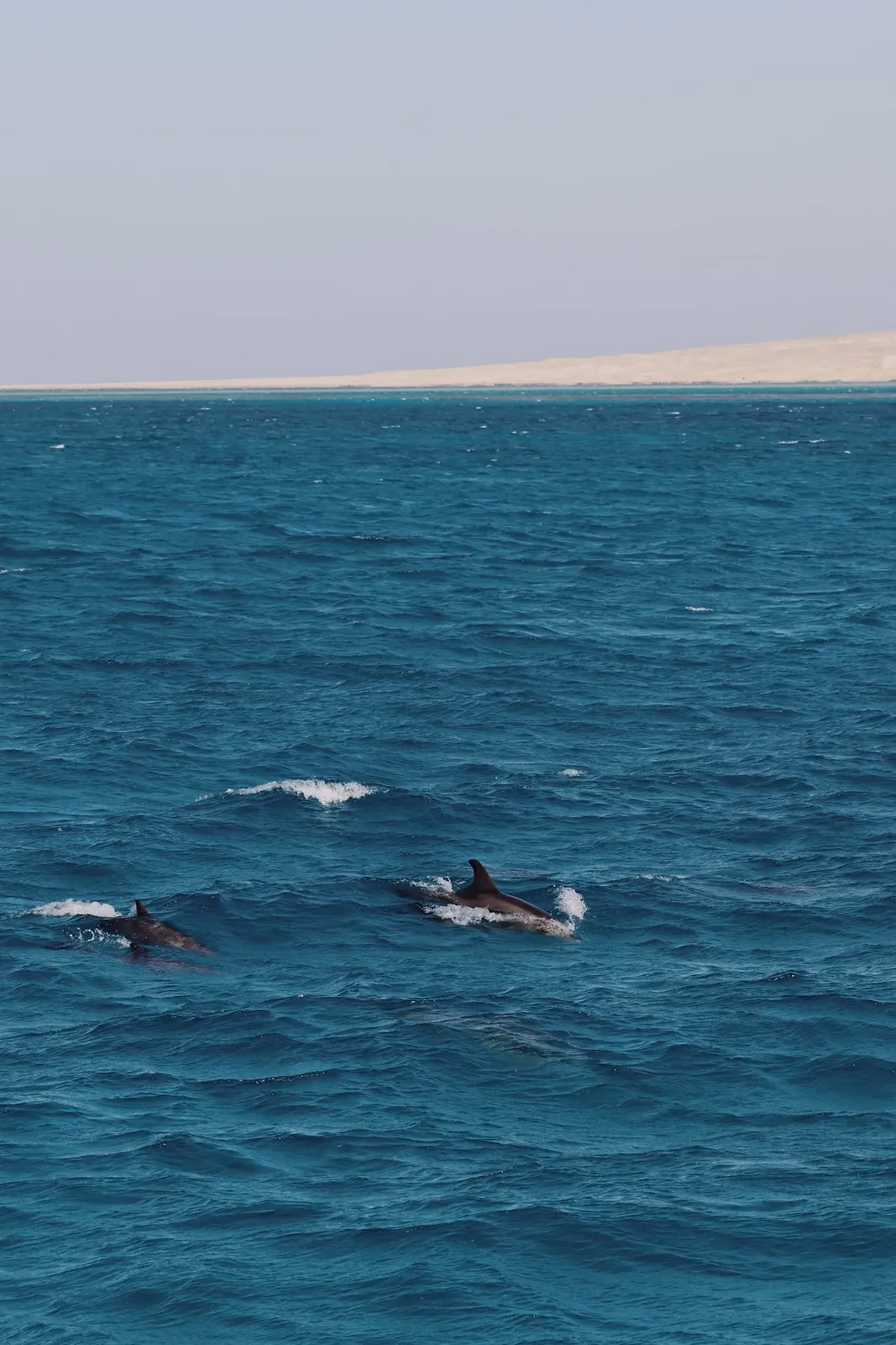 Twee dolfijnen aan het wateroppervlak op open zee
