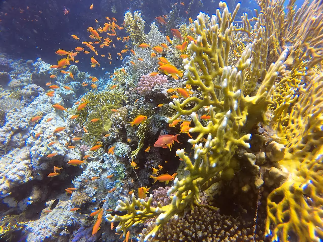 Vuurkoraal en oranje rifbaarsjes onder water in de Rode Zee